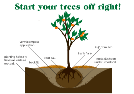 Can Fruit Trees Be Planted in the Fall