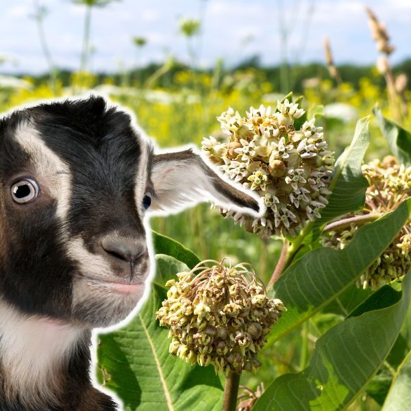 Can Goats Eat Milkweed