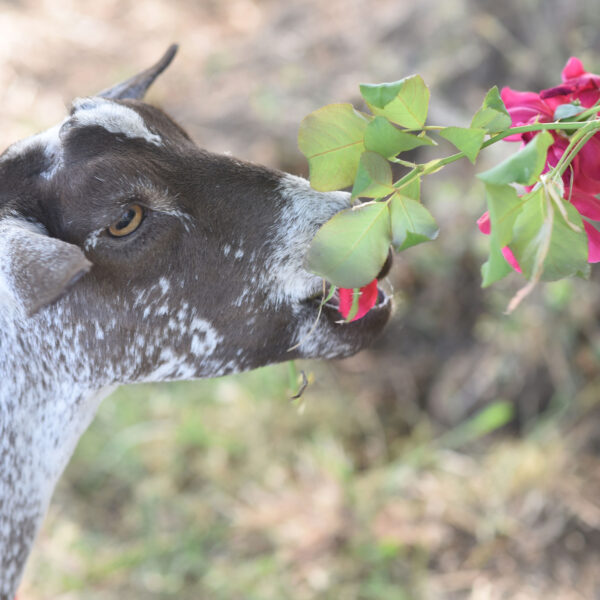 Can Goats Eat Rose Bushes