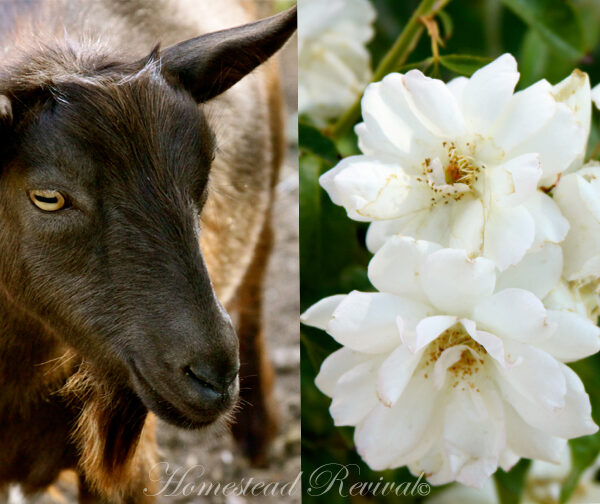 Can Goats Eat Roses