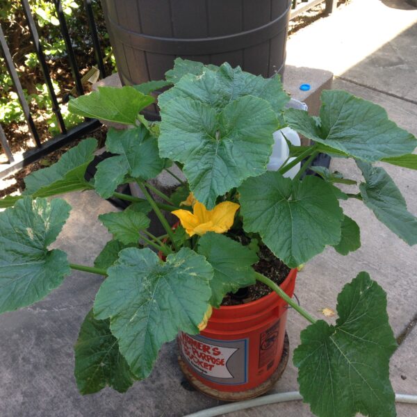 Can I Plant Zucchini in a 5 Gallon Bucket