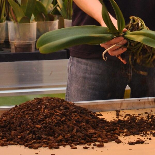 Can I Use Orchid Potting Mix for Other Plants