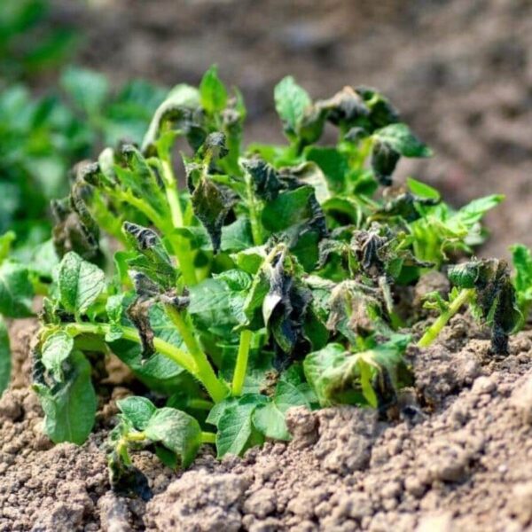 Can Potato Plants Survive Frost