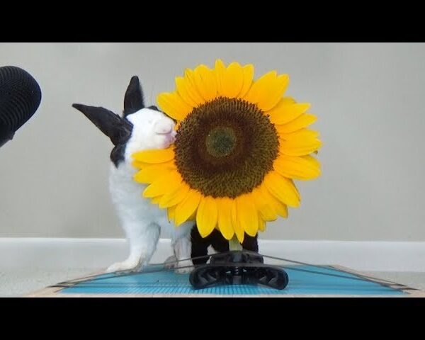 Can Rabbits Eat Sunflowers