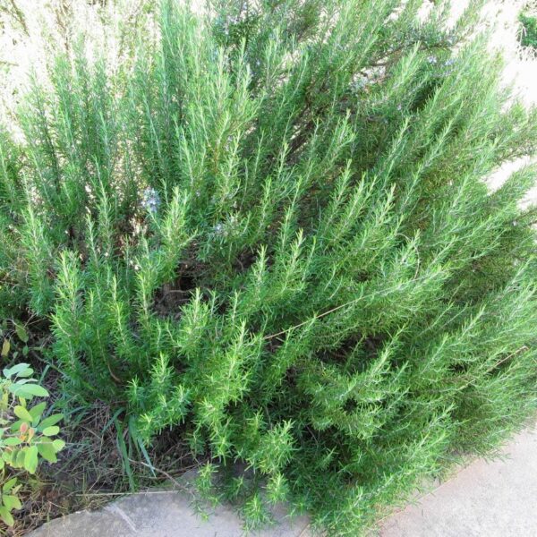 Can Rosemary Survive Winter in Zone 5