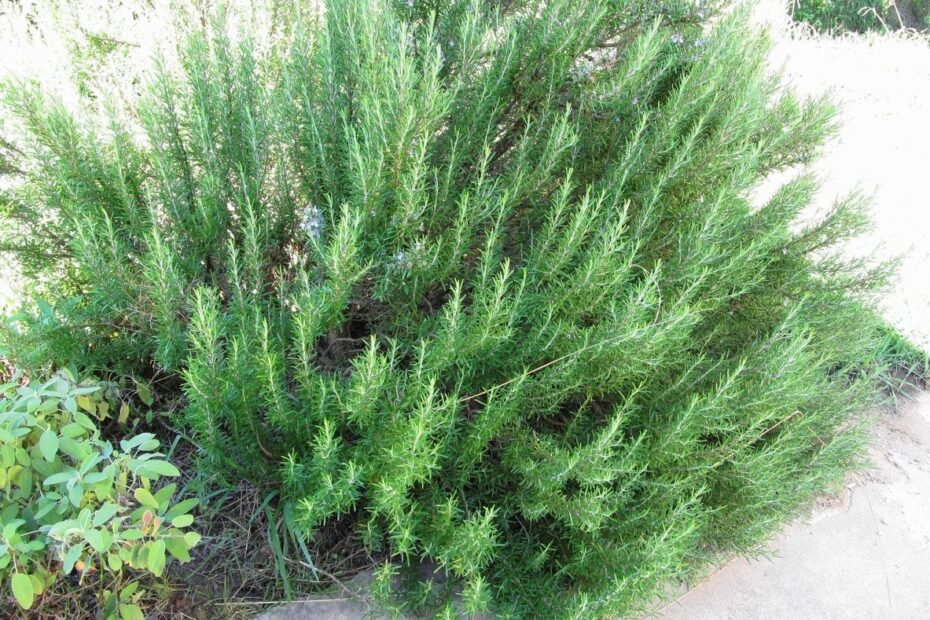 Can Rosemary Survive Winter in Zone 5