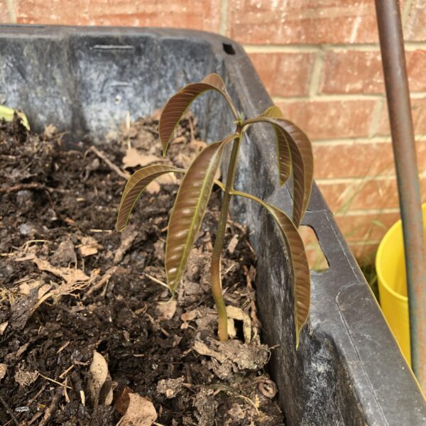 Can You Compost Mango Pits