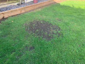 Can You Cover Grass Seed with Grass Clippings