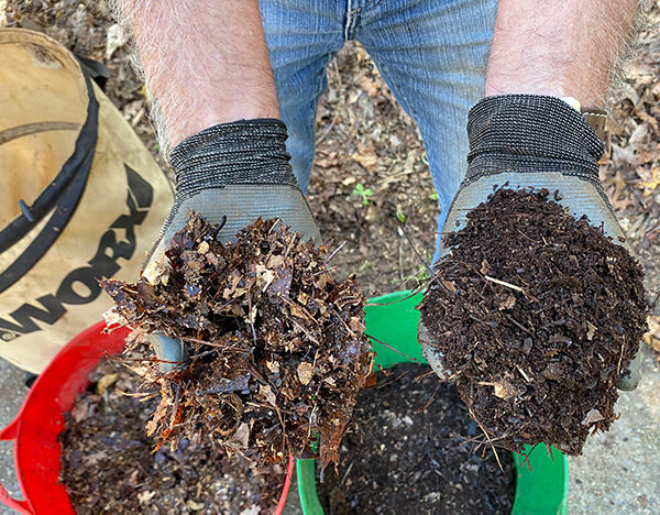 Can You Mulch Wet Leaves