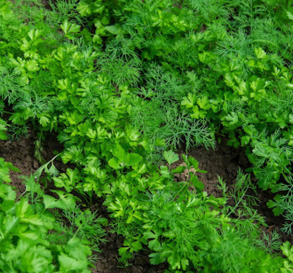 Can You Plant Dill and Parsley Together