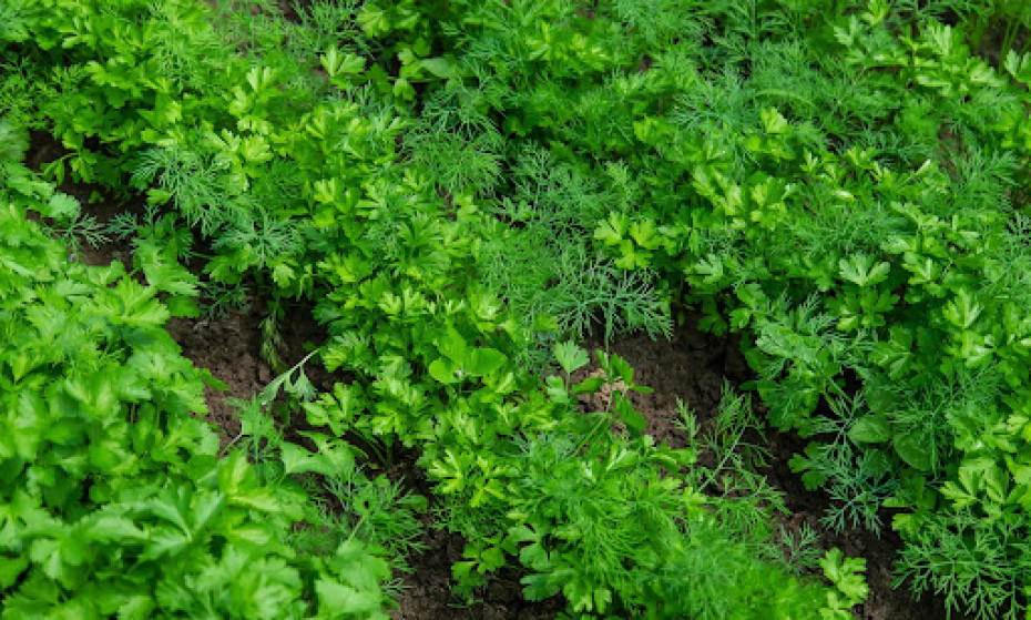 Can You Plant Dill and Parsley Together