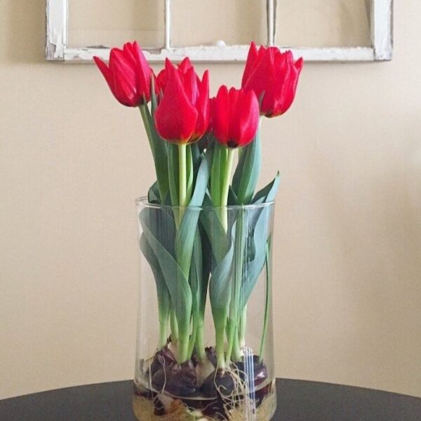 Can You Plant Hydroponic Tulip Bulbs