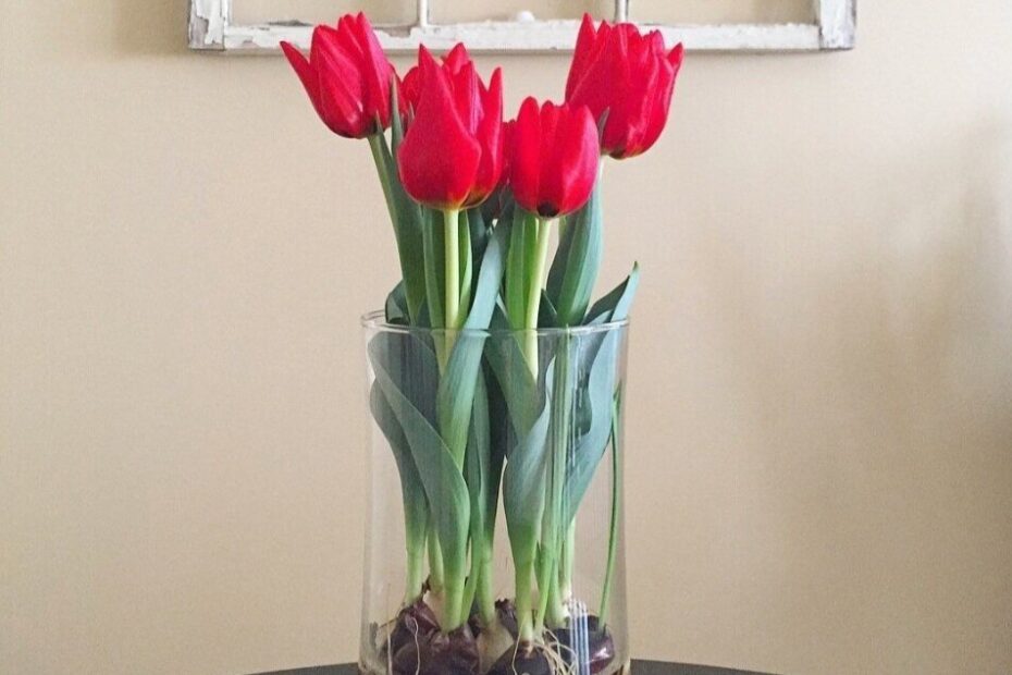 Can You Plant Hydroponic Tulip Bulbs