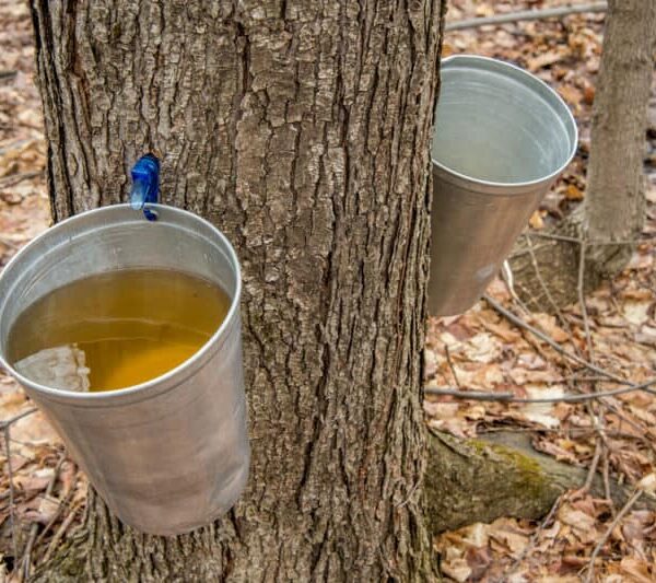 Can You Tap Oak Trees for Syrup