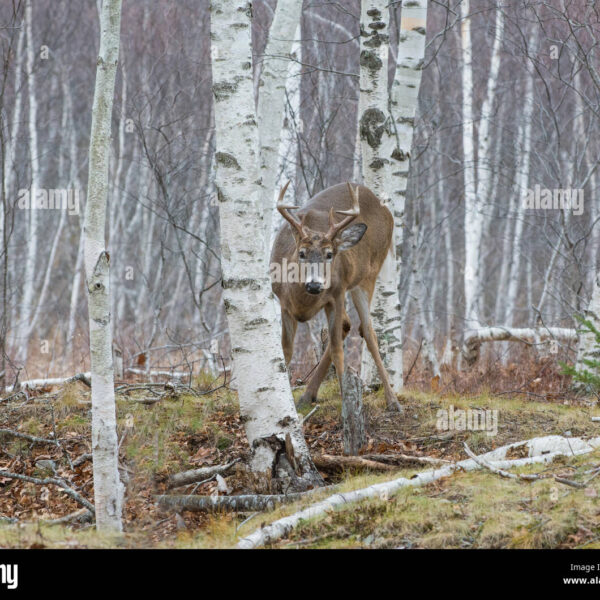 Do Deer Eat Birch Trees