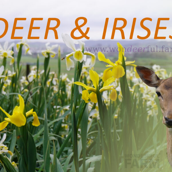Do Deer Eat Iris Plants