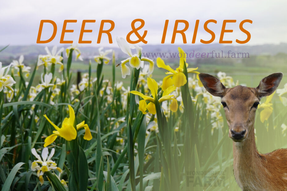 Do Deer Eat Iris Plants