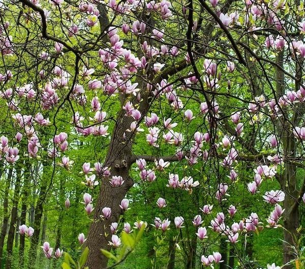Do Deer Eat Magnolia Trees