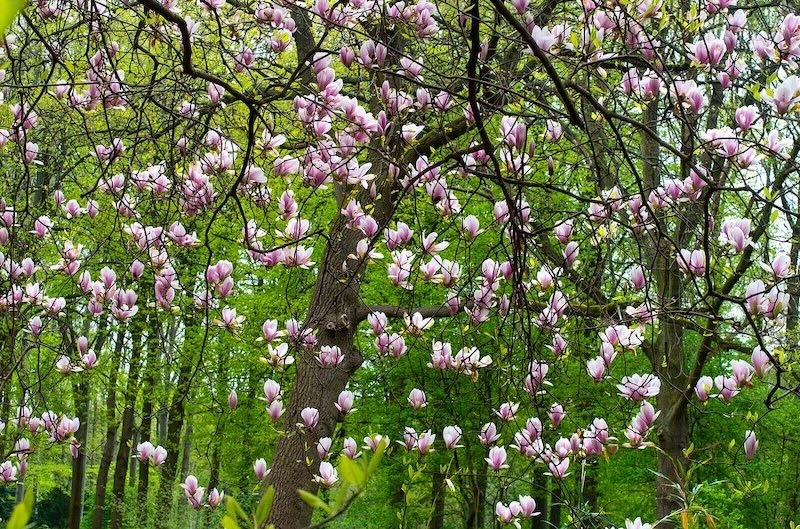 Do Deer Eat Magnolia Trees