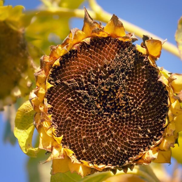 Do I Deadhead Sunflowers