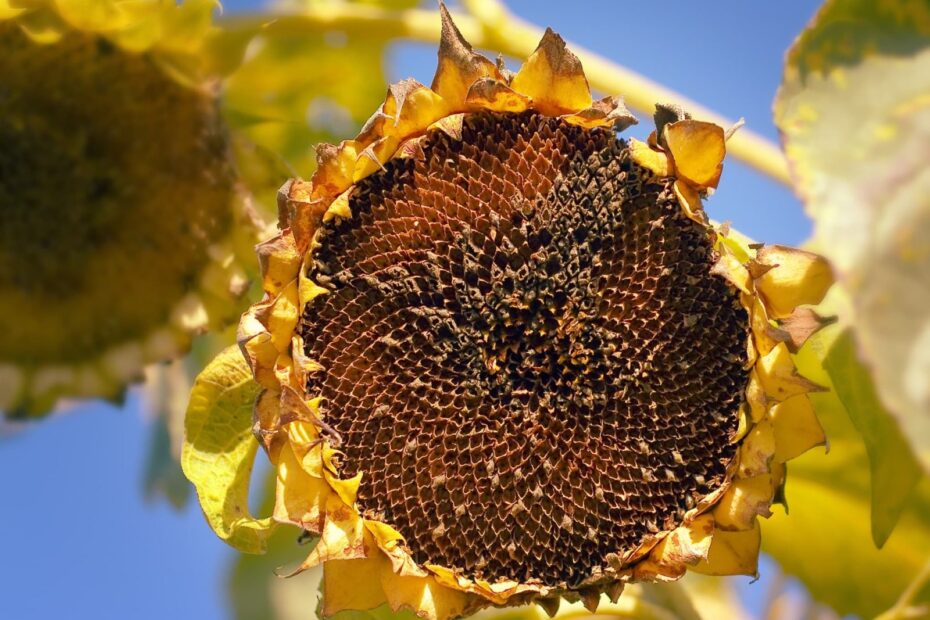 Do I Deadhead Sunflowers