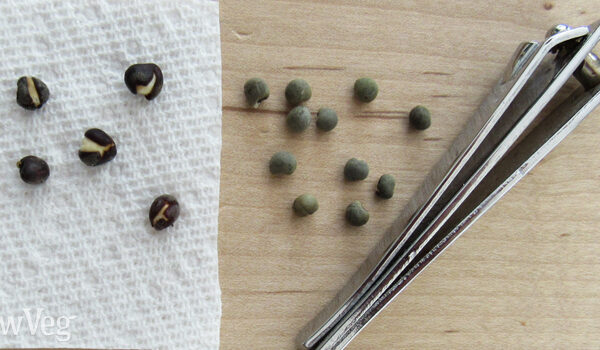 Do I Need to Soak Okra Seeds Before Planting
