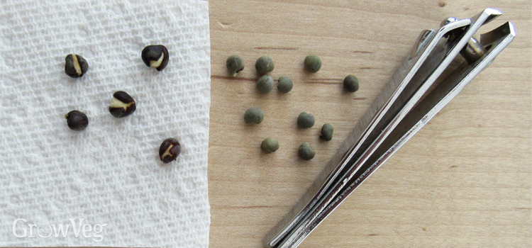 Do I Need to Soak Okra Seeds Before Planting