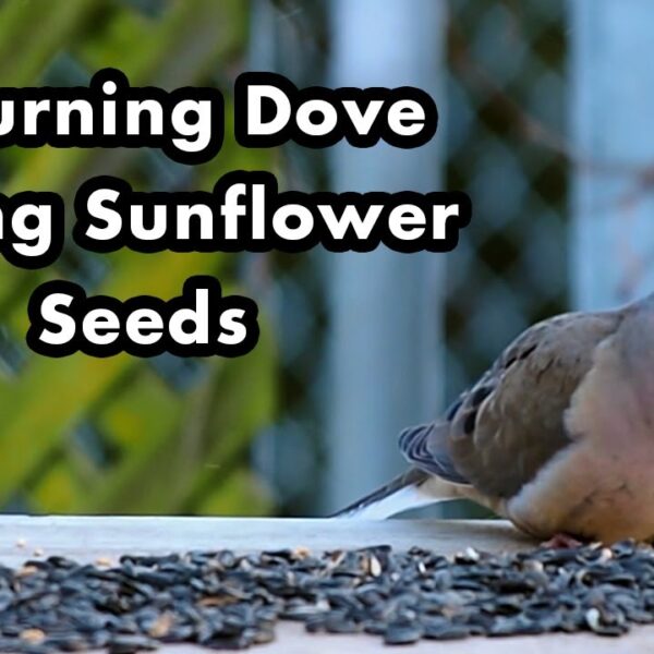 Do Mourning Doves Eat Sunflower Seeds