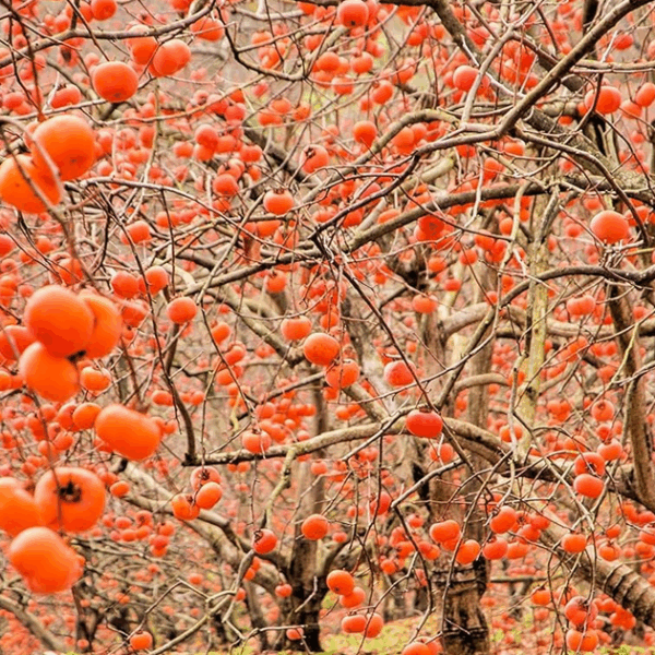 Do Persimmon Trees Need a Pollinator