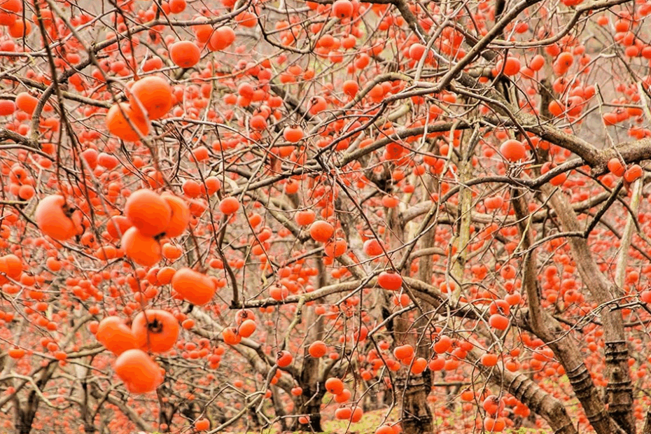 Do Persimmon Trees Need a Pollinator
