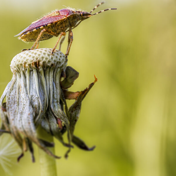 Do Weeds Attract Bugs