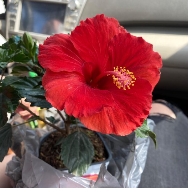 Does Hibiscus Flowers Close at Night