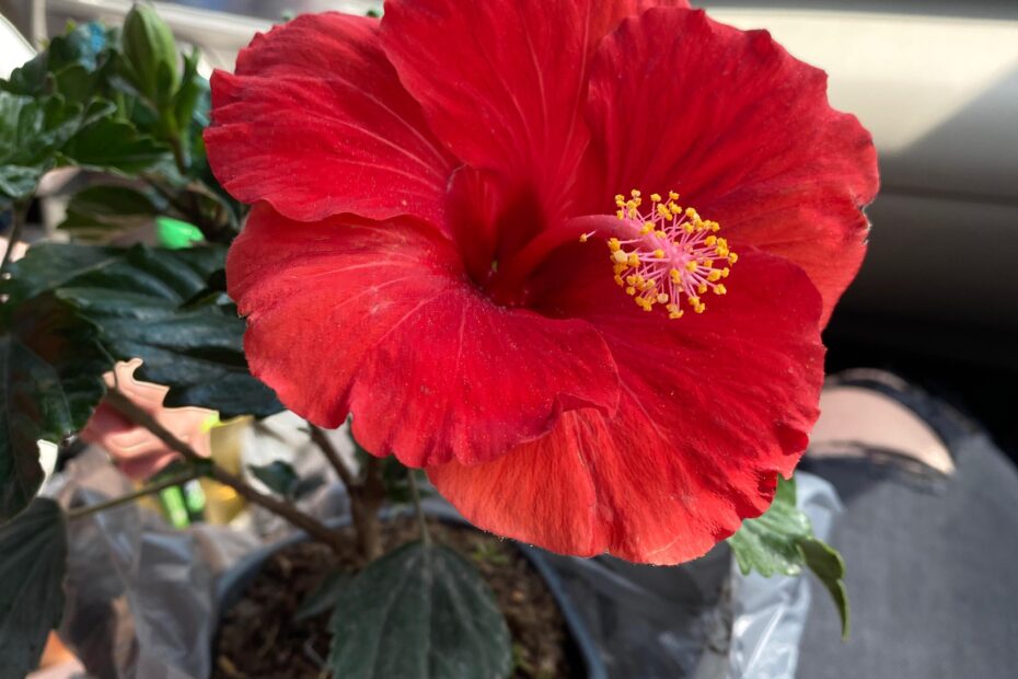 Does Hibiscus Flowers Close at Night