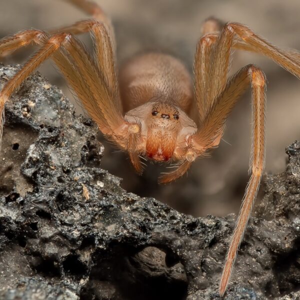 Does Mulch Attract Spiders