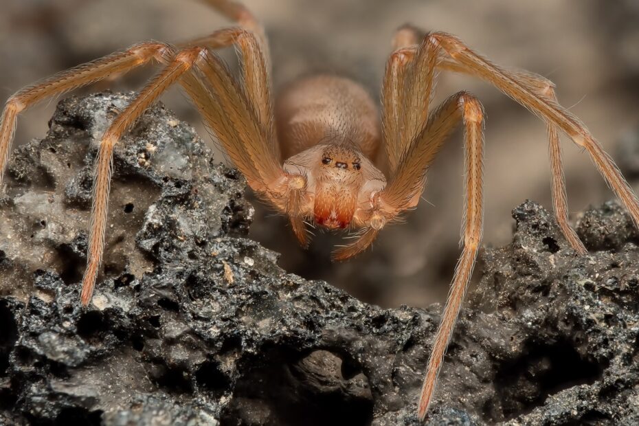 Does Mulch Attract Spiders