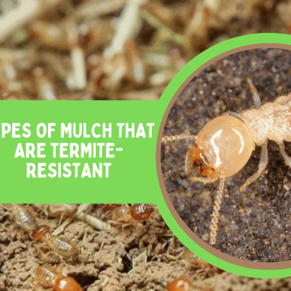 Does Pine Bark Mulch Attract Termites