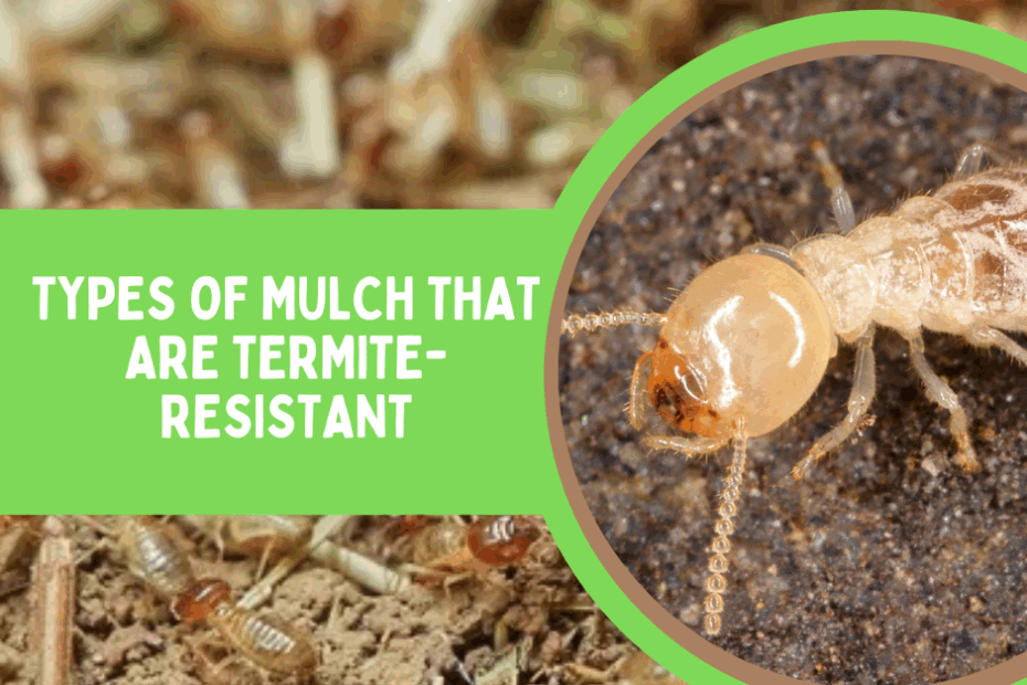 Does Pine Bark Mulch Attract Termites