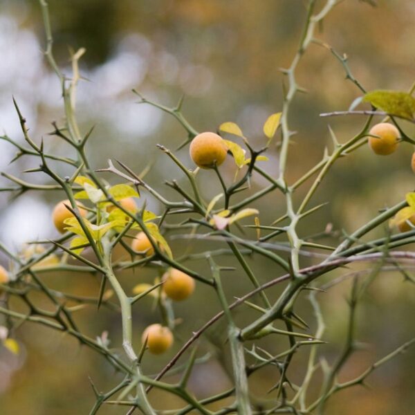 Does Pomelo Tree Have Thorns