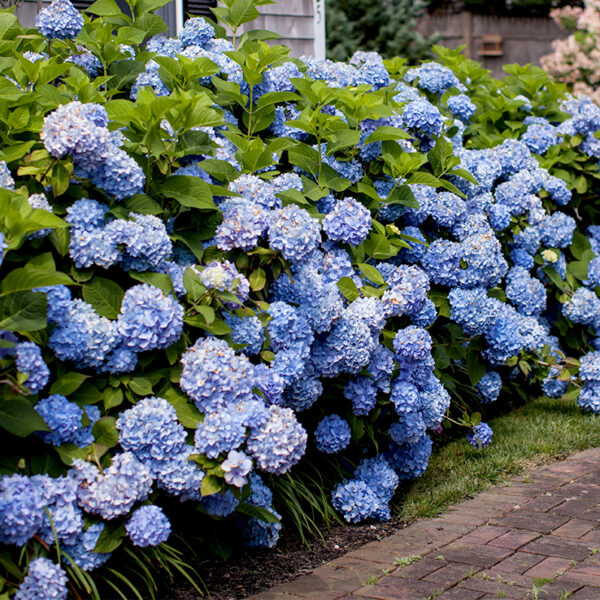 How Close Can You Plant Hydrangeas to House
