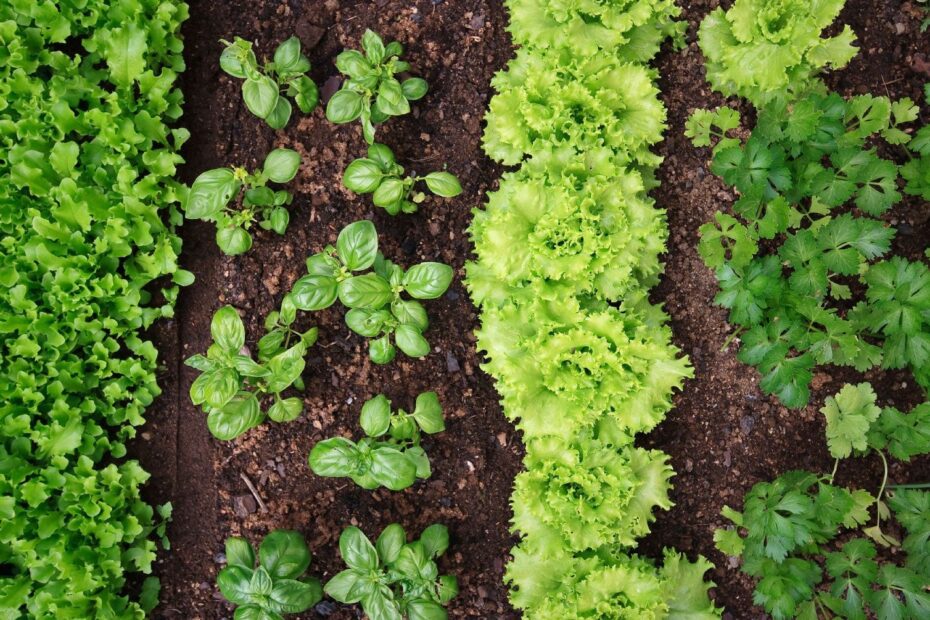 How Far Apart Should Incompatible Plants Be Planted
