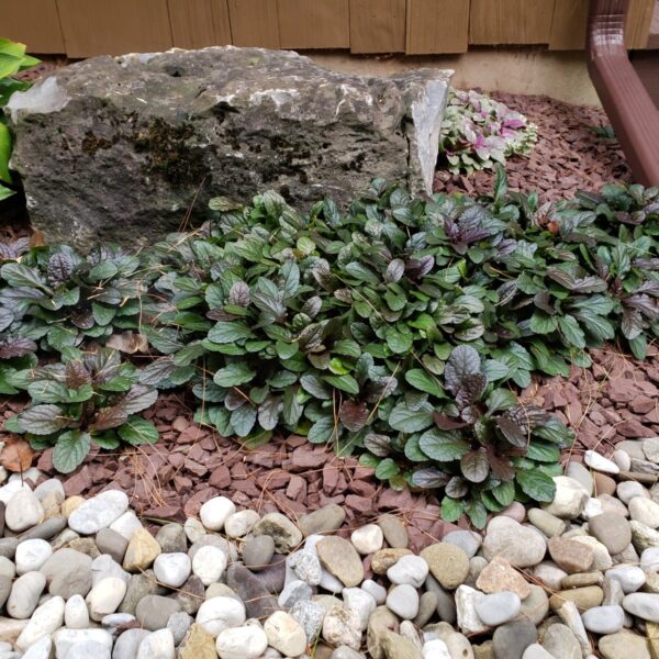 How Fast Does Bugleweed Spread