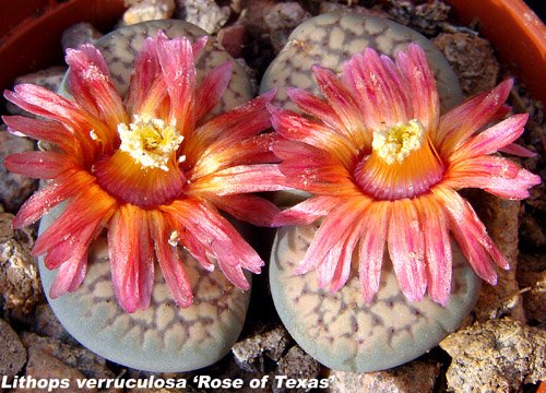 How Long Do Lithops Flowers Last