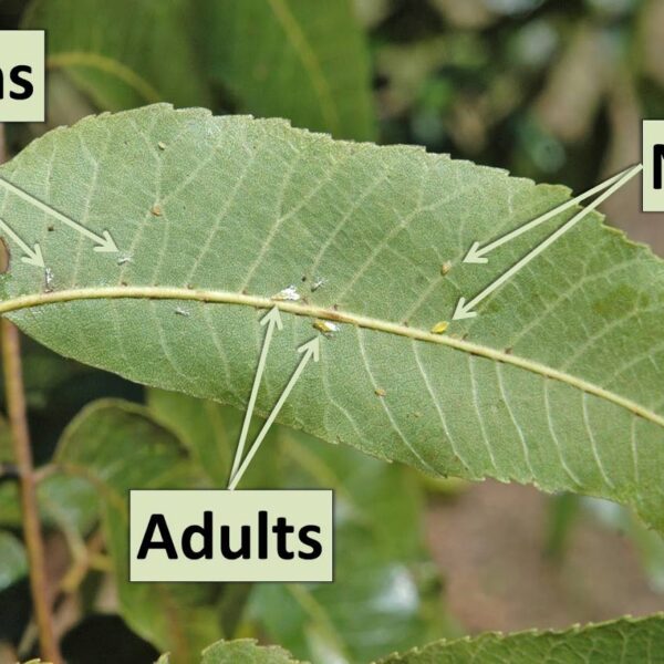 How Long Do Pecan Trees Drip Sap