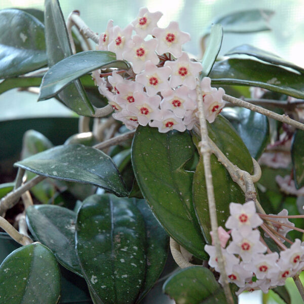 How Long Does Hoya Flower Last