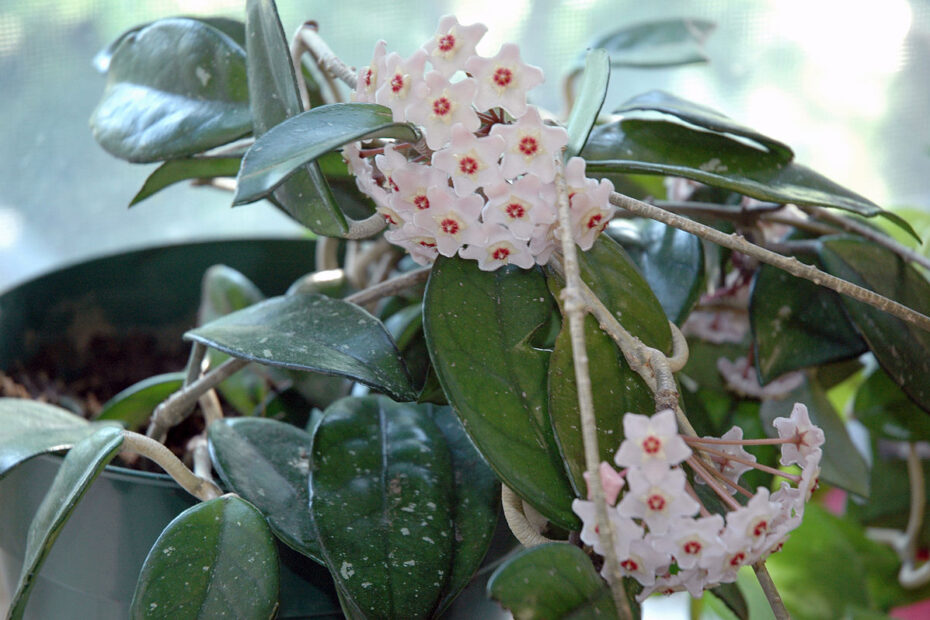 How Long Does Hoya Flower Last