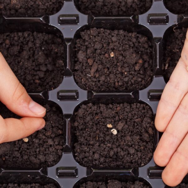 How Many Lettuce Seeds per Hole