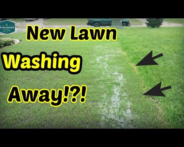 How Much Rain is Too Much After Overseeding