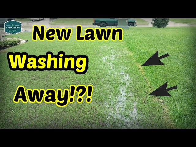 How Much Rain is Too Much After Overseeding