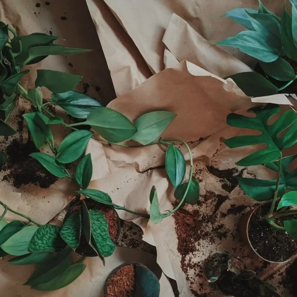 How to Acclimate Plants After Shipping