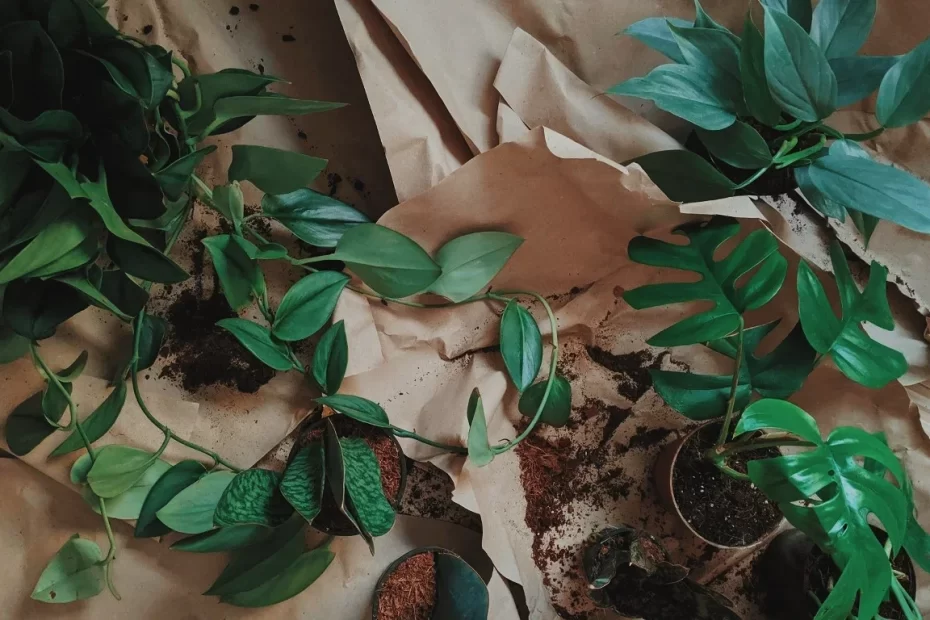 How to Acclimate Plants After Shipping